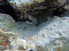 Spotted Moray Eel (4'?)
